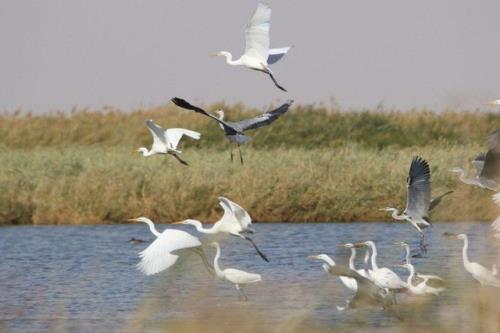 پرندگان مهاجر در بوستان آزادگان