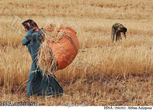 دو ماه از سال زراعی جدید گذشت کشاورزان همچنان منتظر اعلام قیمت خرید تضمینی!