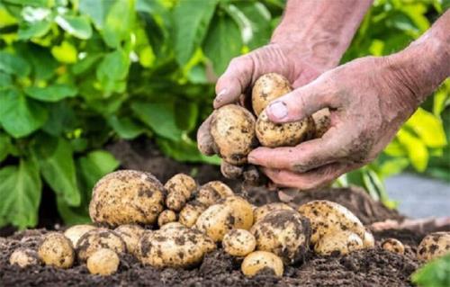 شروع خرید تضمینی سیب زمینی از کشاورزان