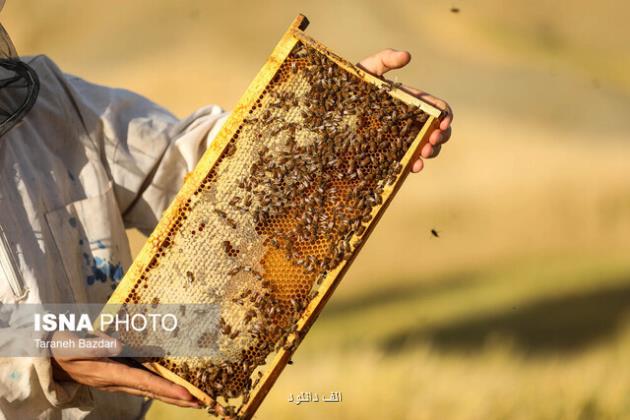 چند باور غلط در مورد عسل