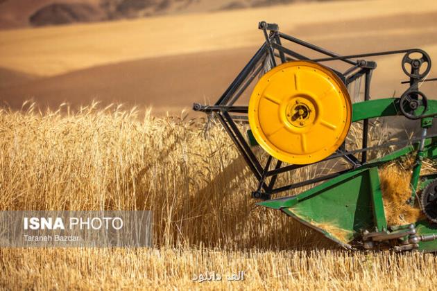 پیشبینی برداشت ۳۶ هزار تن گندم در خرمشهر