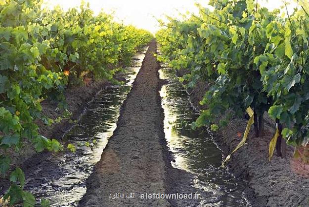 سطح ناچیزی از باغ های خراسان شمالی تحت پوشش بیمه کشاورزی است
